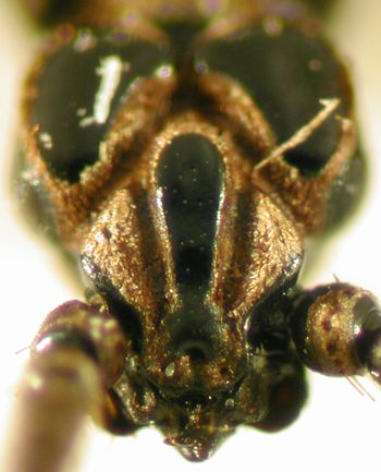 Media type: image;   Entomology 33118 Aspect: head frontal view